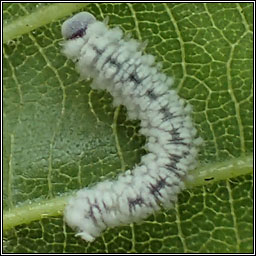 Eriocampa ovata, Alder Sawfly