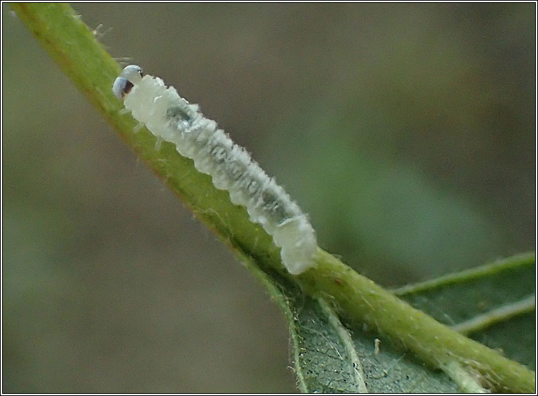 Eriocampa ovata, Alder Sawfly