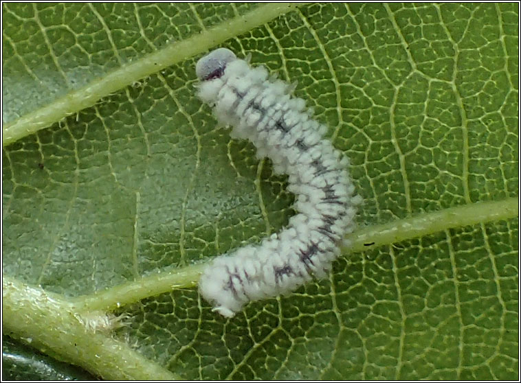 Eriocampa ovata, Alder Sawfly