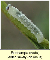 Eriocampa ovata, Alder Sawfly