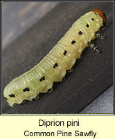 Diprion pini, Common Pine Sawfly