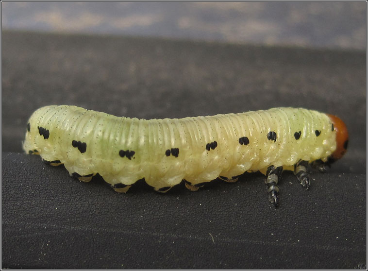 Diprion pini, Common Pine Sawfly