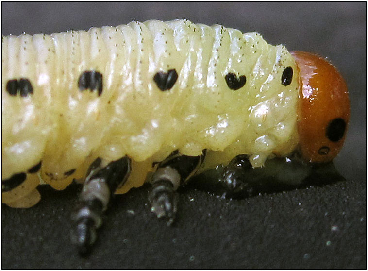 Diprion pini, Common Pine Sawfly