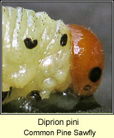 Diprion pini, Common Pine Sawfly