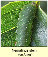 Nematinus steini