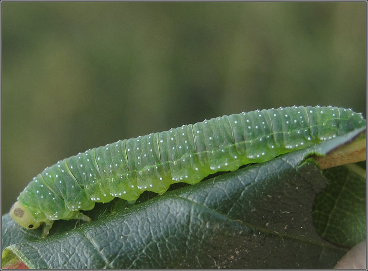 Nematinus steini