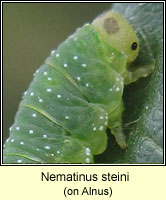 Nematinus steini