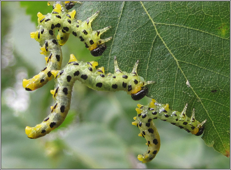 Craesus septentrionalis