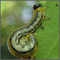 Hemichroa crocea, Striped alder sawfly