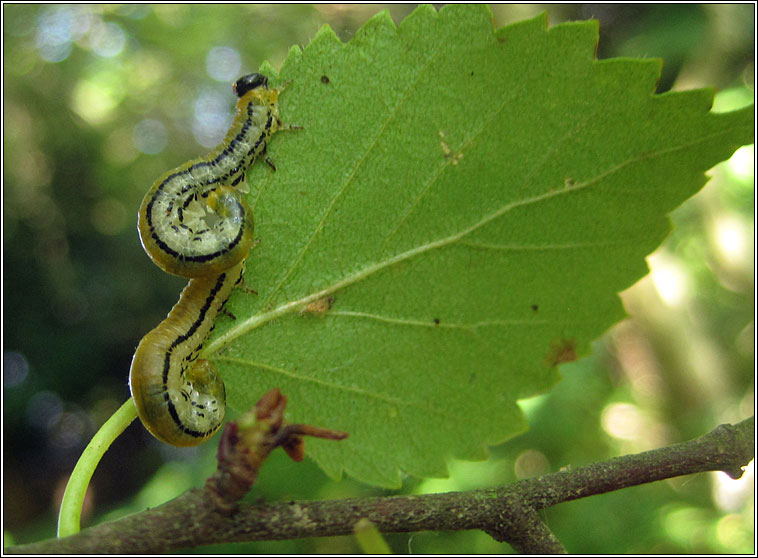 Hemichroa crocea, Striped alder sawfly