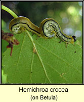 Hemichroa crocea, Striped alder sawfly