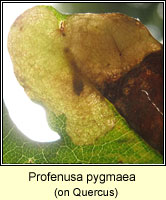 Profenusa pygmaea