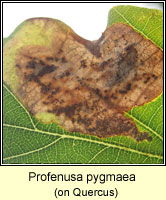 Profenusa pygmaea