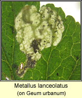 Metallus lanceolatus