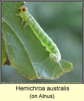 Hemichroa australis