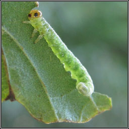 Hemichroa australis