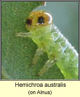 Hemichroa australis