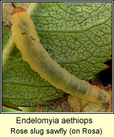 Endelomyia aethiops, Rose slug sawfly