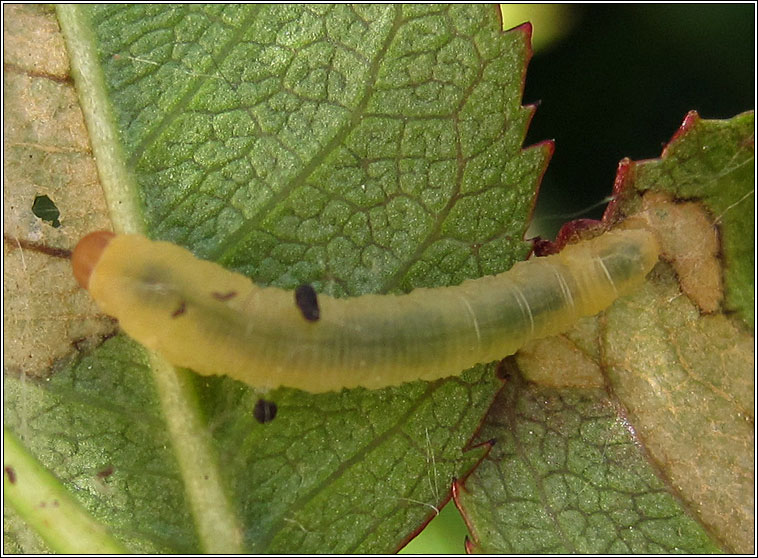 Endelomyia aethiops, Rose slug sawfly