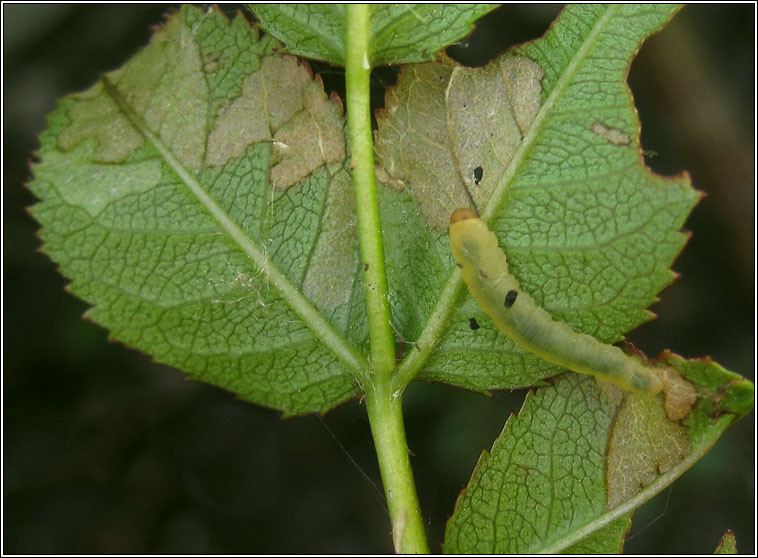 Endelomyia aethiops, Rose slug sawfly