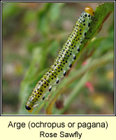 Arge (ochropus or pagana), Rose Sawfly