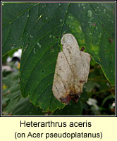 Heterarthrus aceris