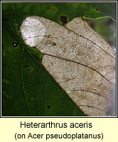 Heterarthrus aceris