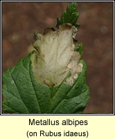 Metallus albipes