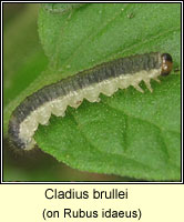 Cladius brullei (Priophorus brullei)