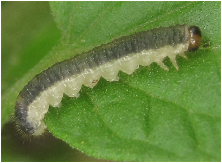 Cladius brullei (Priophorus brullei)