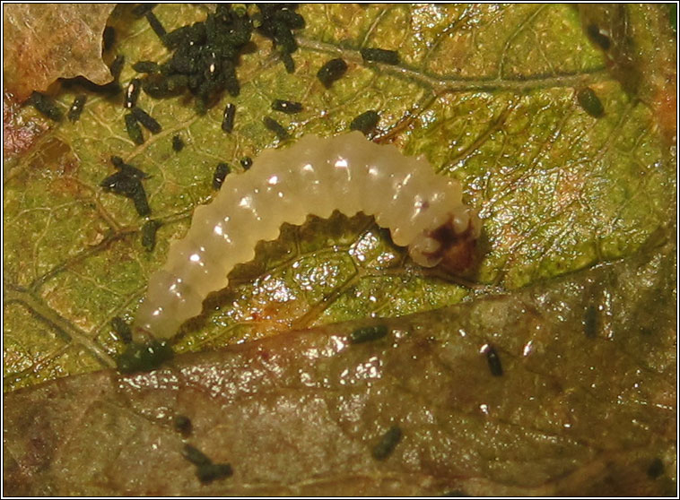 Heterarthrus microcephalus