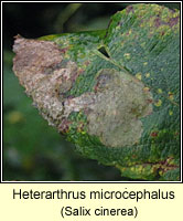 Heterarthrus microcephalus