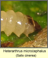 Heterarthrus microcephalus