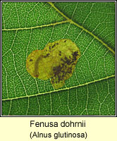 Fenusa dohrnii