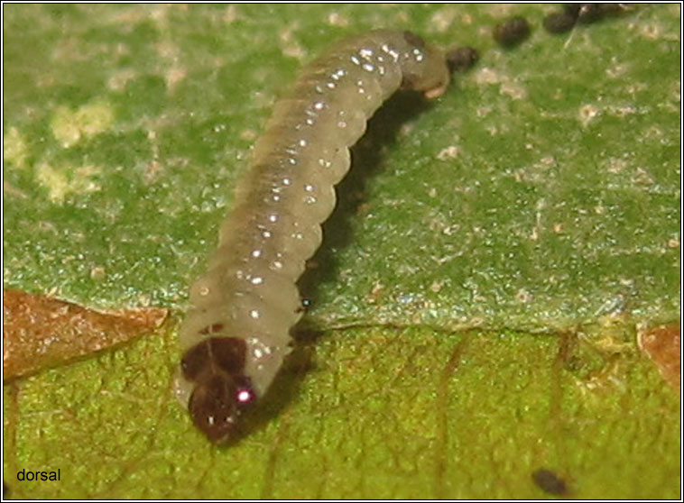 Heterarthrus vagans