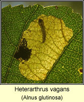 Heterarthrus vagans