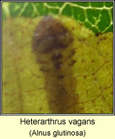 Heterarthrus vagans