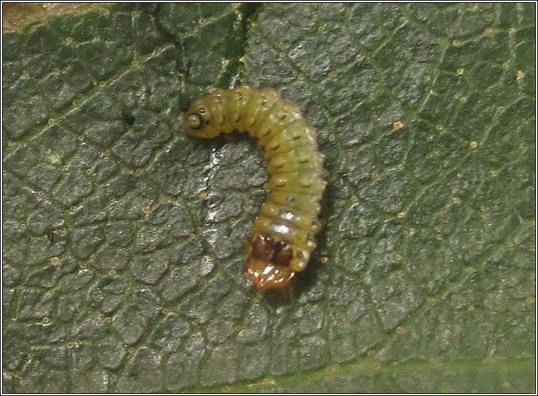 Fenusella nana