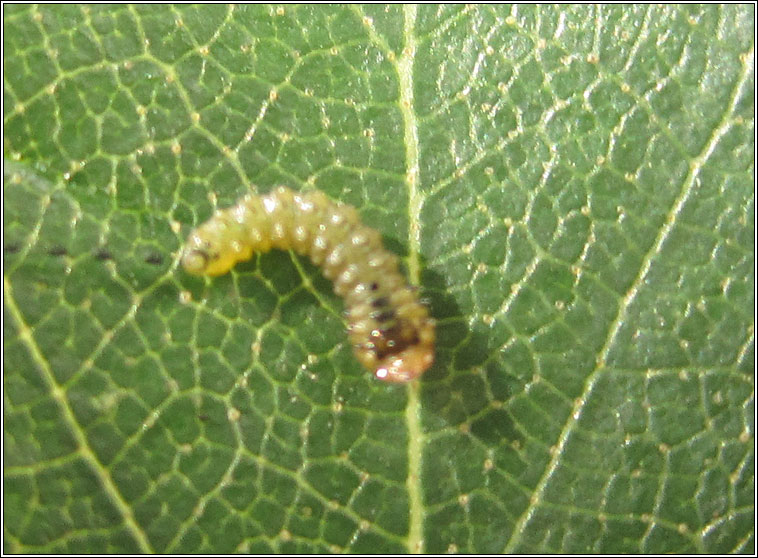 Fenusella nana