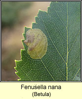 Fenusella nana