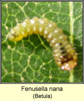 Fenusella nana