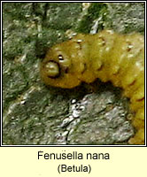 Fenusella nana