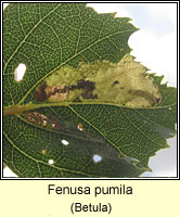 Fenusa pumila