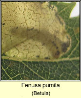 Fenusa pumila