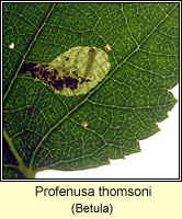 Profenusa thomsoni