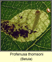 Profenusa thomsoni