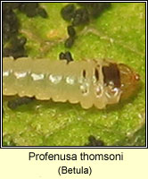 Profenusa thomsoni