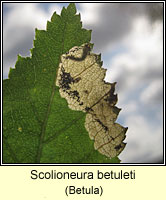 Scolioneura betuleti