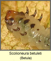 Scolioneura betuleti