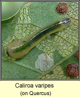 Caliroa varipes